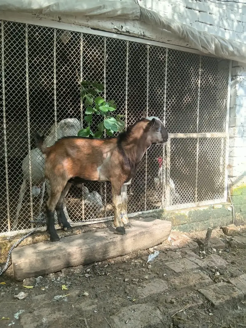 tedday male — photo 7