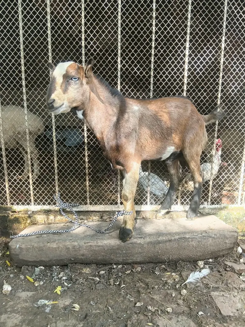 tedday male — photo 8