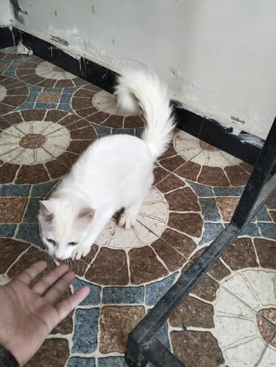 persion trpl caoted male