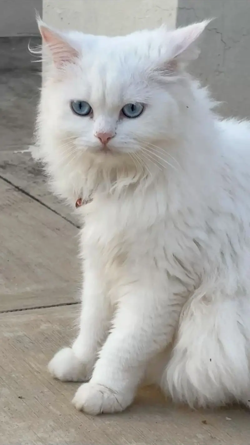 Persian cat for sale — photo 2