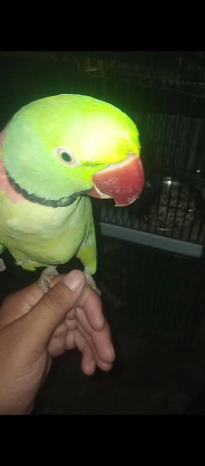 Raw Lovely Talking Hand tame male for sale