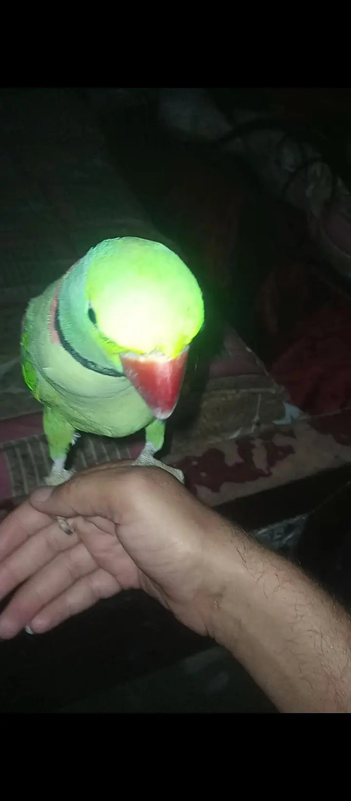 Raw Lovely Talking Hand tame male for sale. . ( Urgent sale  Need money) — photo 2