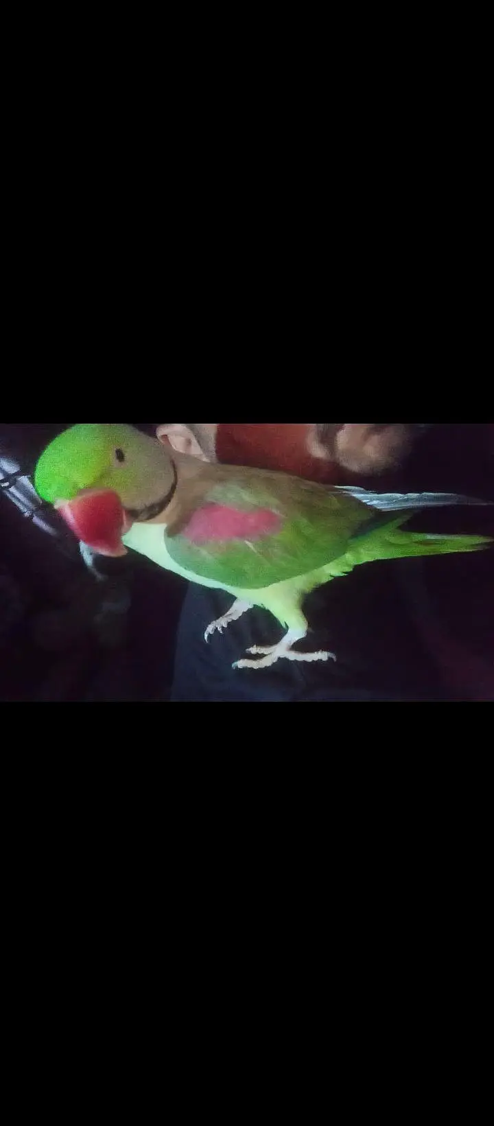 Raw Lovely Talking Hand tame male for sale. . ( Urgent sale  Need money) — photo 3