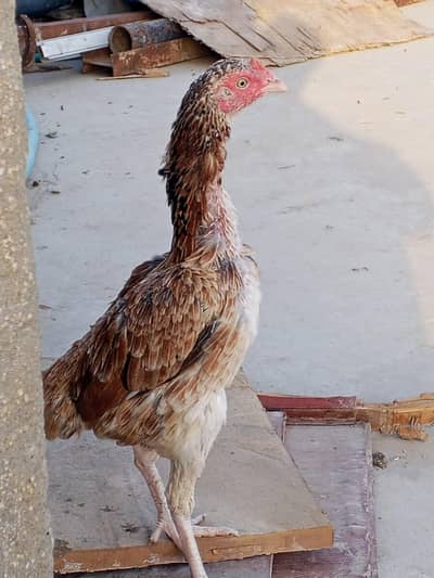 2 breeder famale