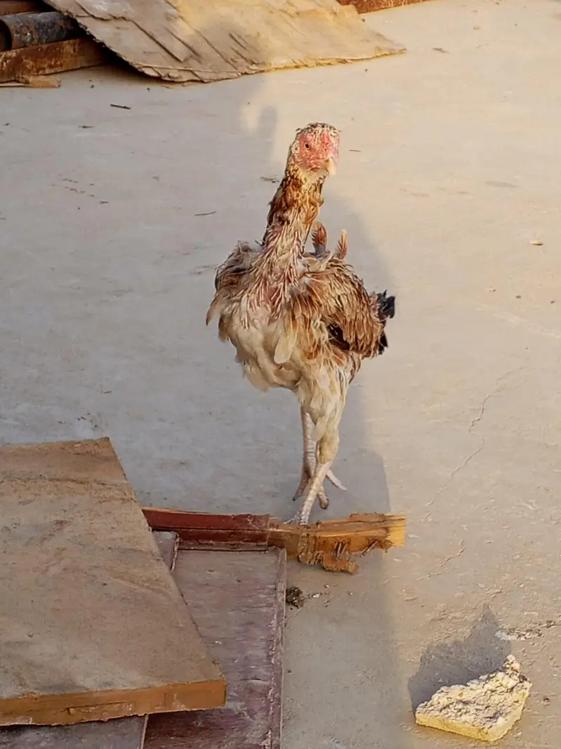 2 breeder famale — photo 2