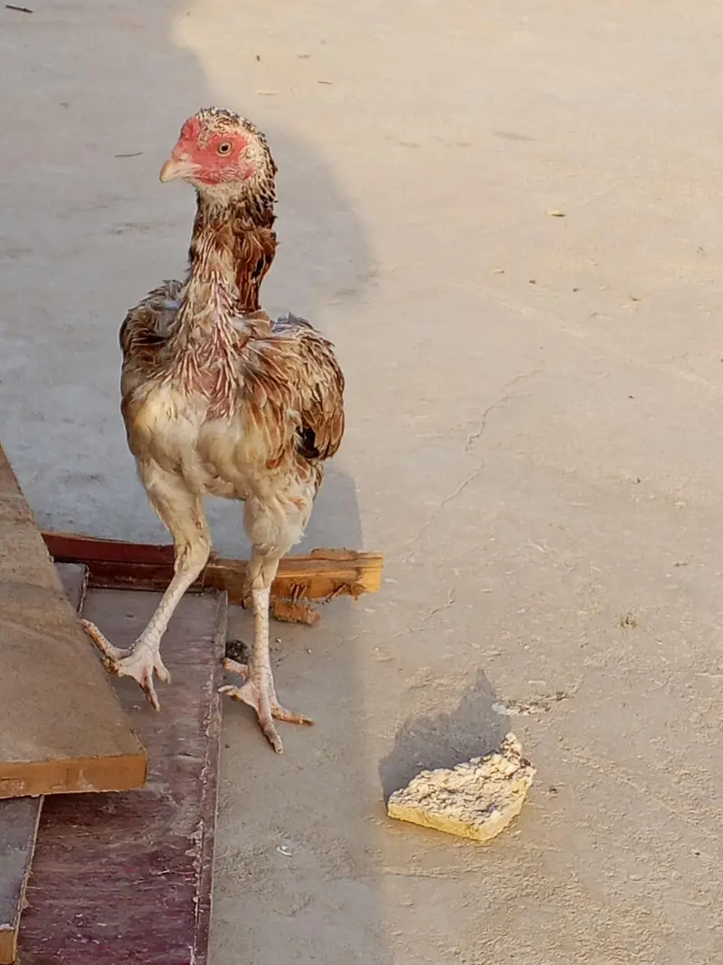 2 breeder famale — photo 4