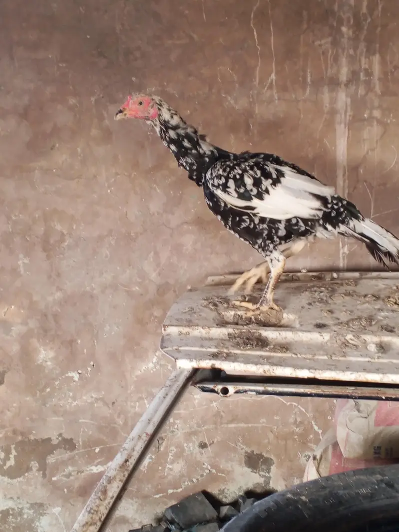 2 breeder famale — photo 5