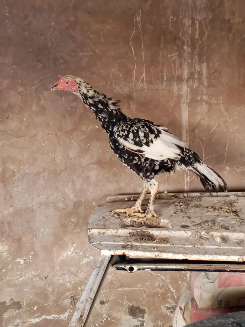 2 breeder famale — photo 6