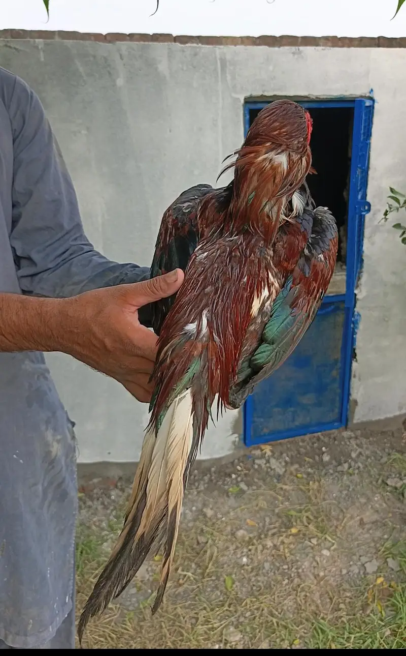 Aseel morg — photo 3