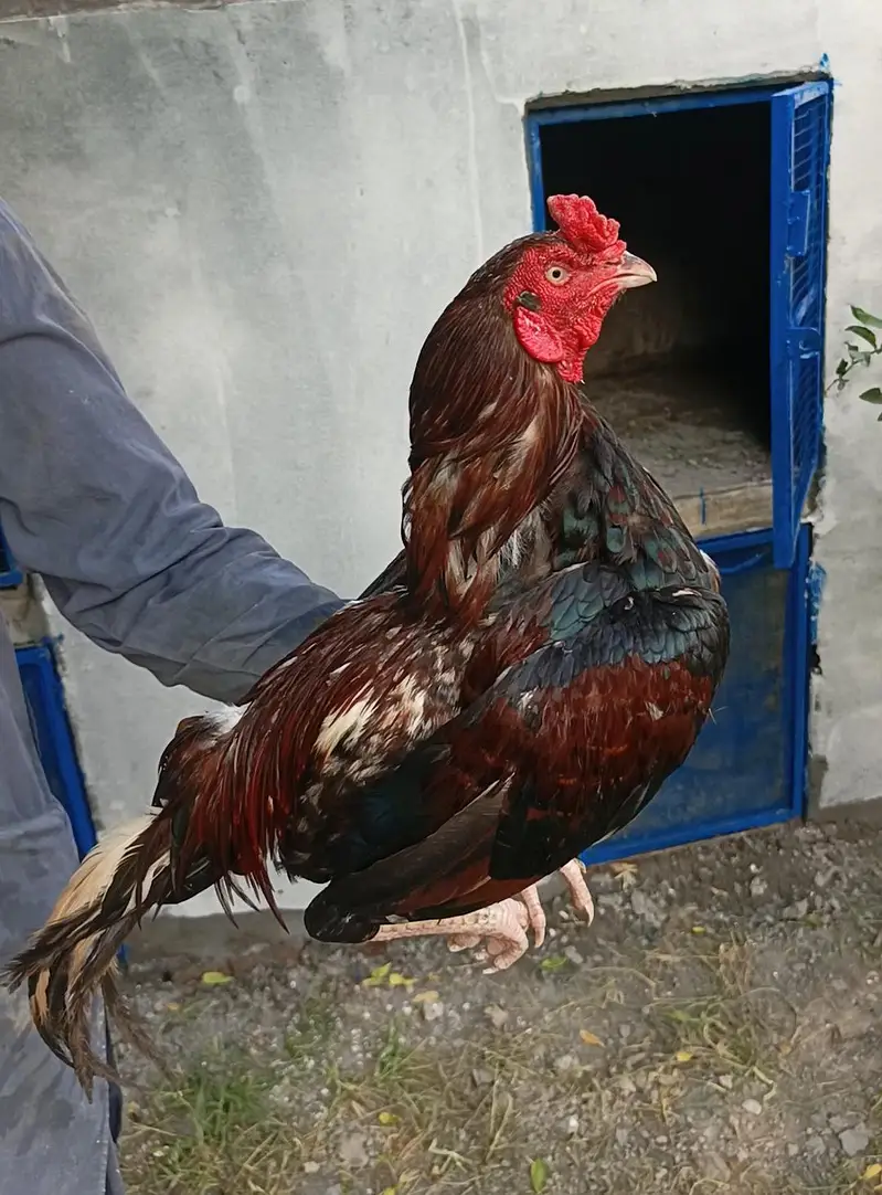 Aseel morg — photo 4