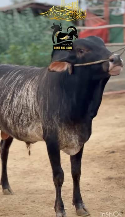 Kheera Tiger Print Bull for Qurbani 2027