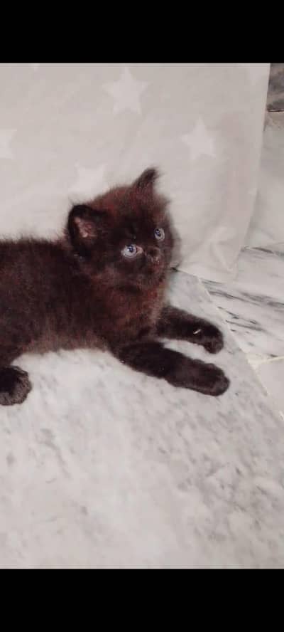 Persian Cat Dark brown blackish