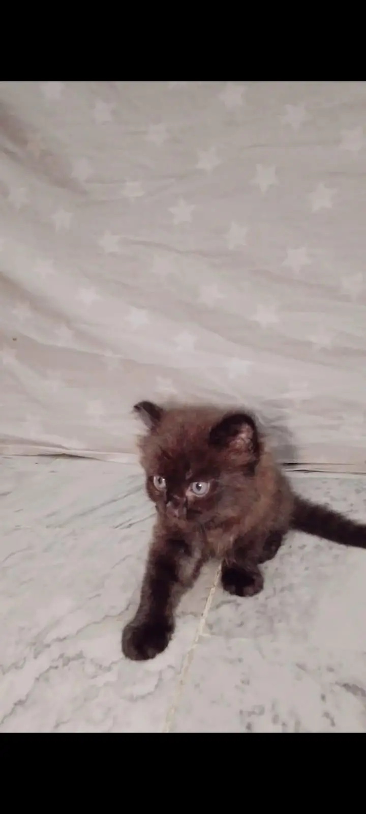 Persian Cat Dark brown blackish — photo 2
