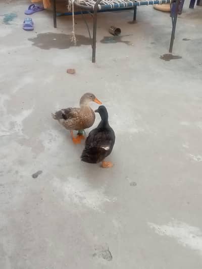 duckss