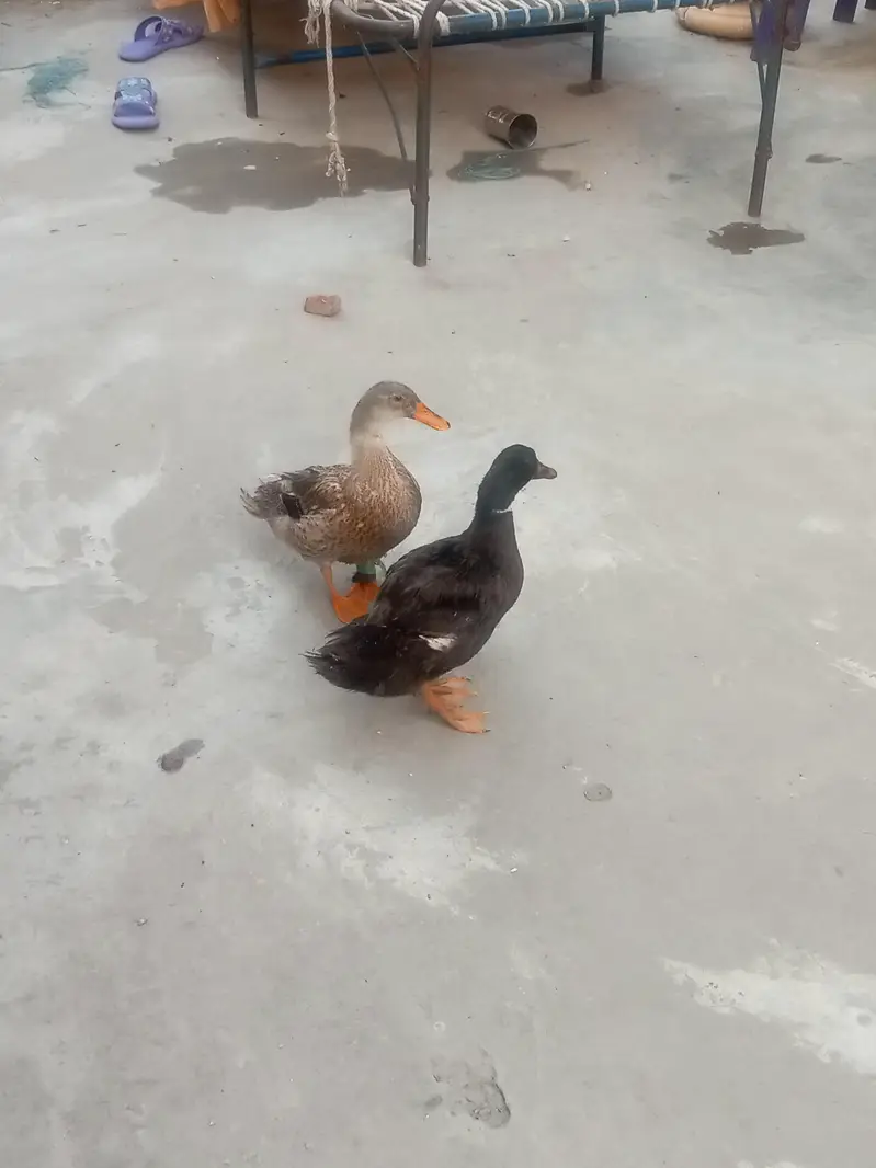 duckss — photo 2