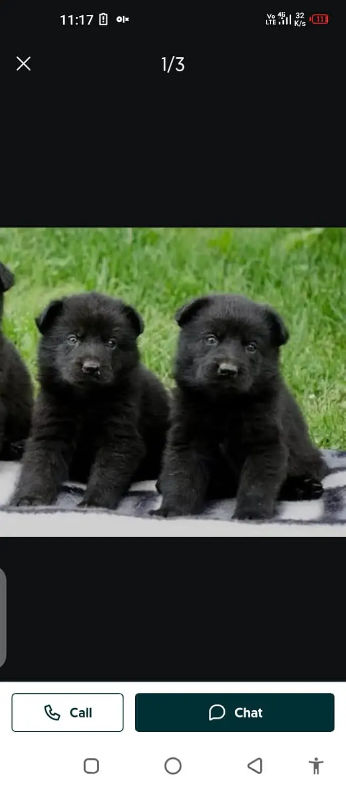 German Shepherd dog for sale my WhatsApp number33/50/71/96/81 — photo 2