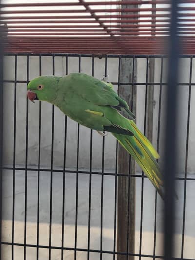 green Ringneck female