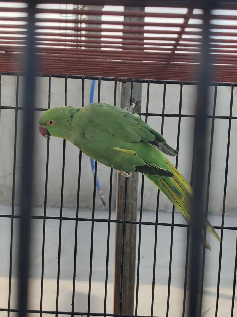 green Ringneck female — photo 2