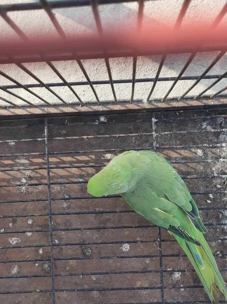 green Ringneck female — photo 3