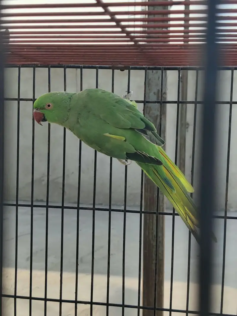 green Ringneck female — photo 4