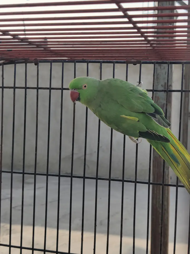 green Ringneck female — photo 5
