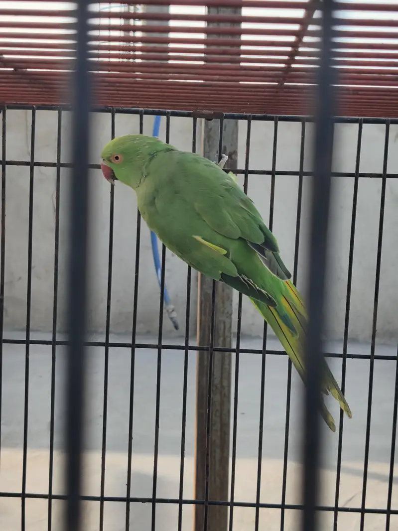 green Ringneck female — photo 6
