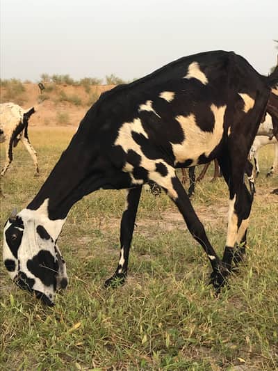 Black and White Desi Pregnant Bakri for Sale