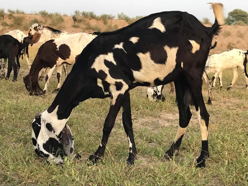 Black and White Desi Pregnant Bakri for Sale — photo 2