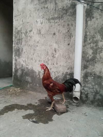aseel croos 3