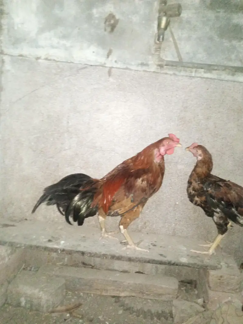 aseel croos 3 — photo 2