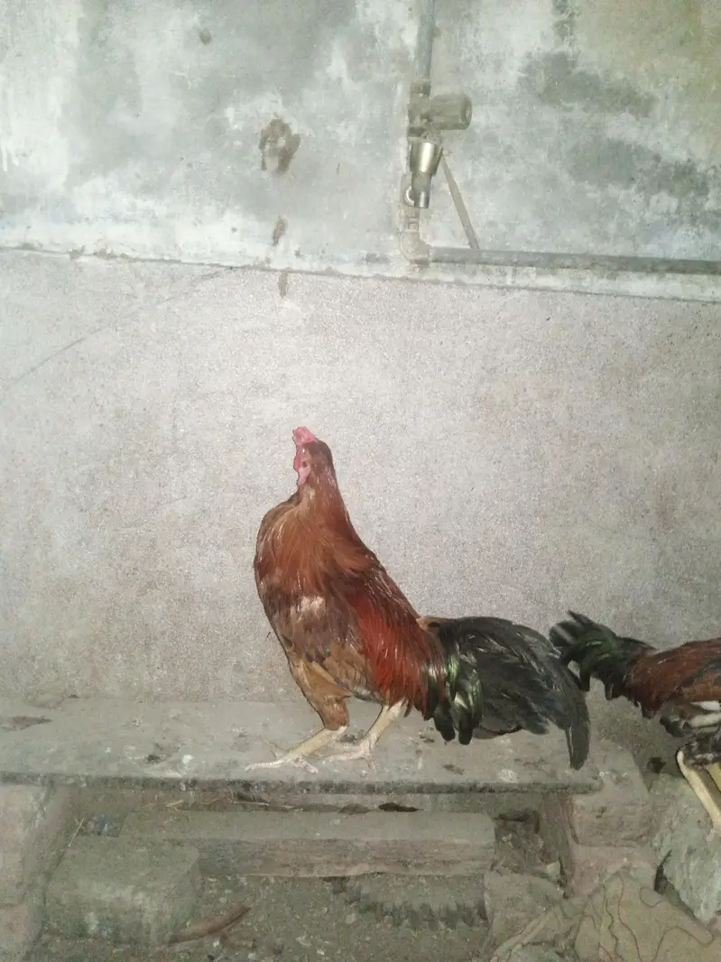 aseel croos 3 — photo 3
