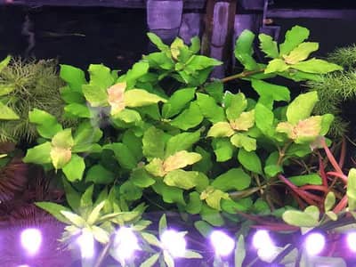 aquariums plants live