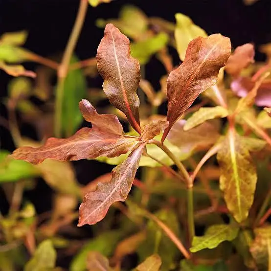 aquariums plants live — photo 4