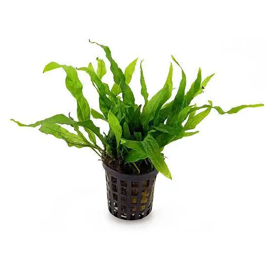 aquariums plants live — photo 5