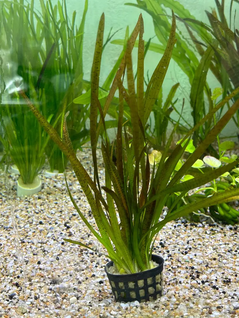 aquariums plants live — photo 6