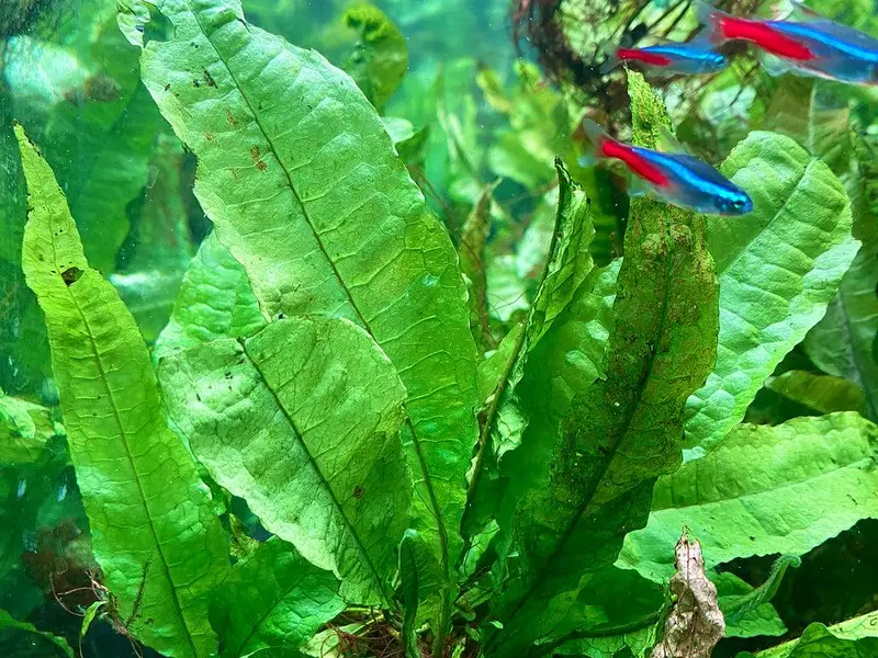 aquariums plants live — photo 7