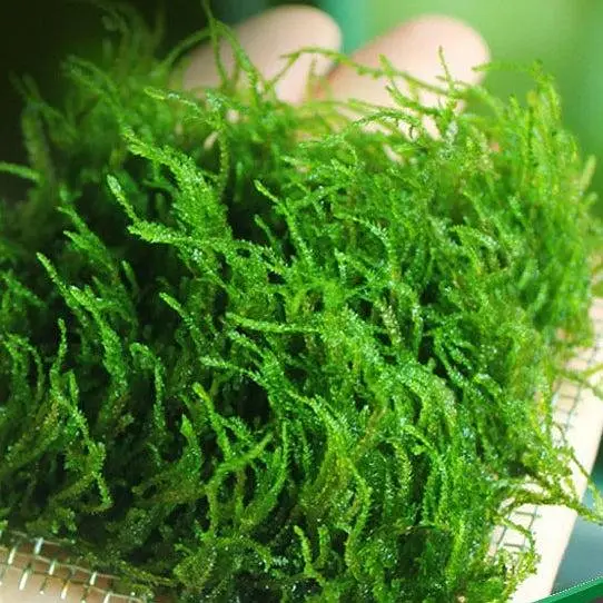 aquariums plants live — photo 8