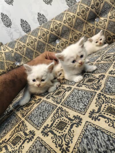 persian cat kittens double coated for sale