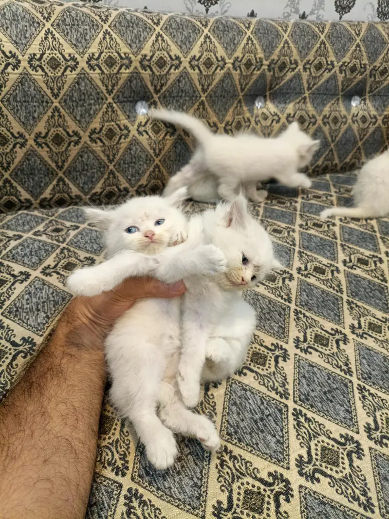 persian cat kittens double coated for sale — photo 2