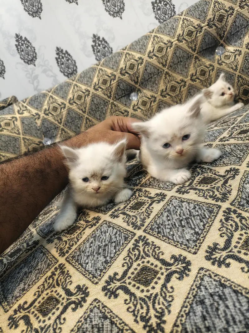persian cat kittens double coated for sale — photo 3
