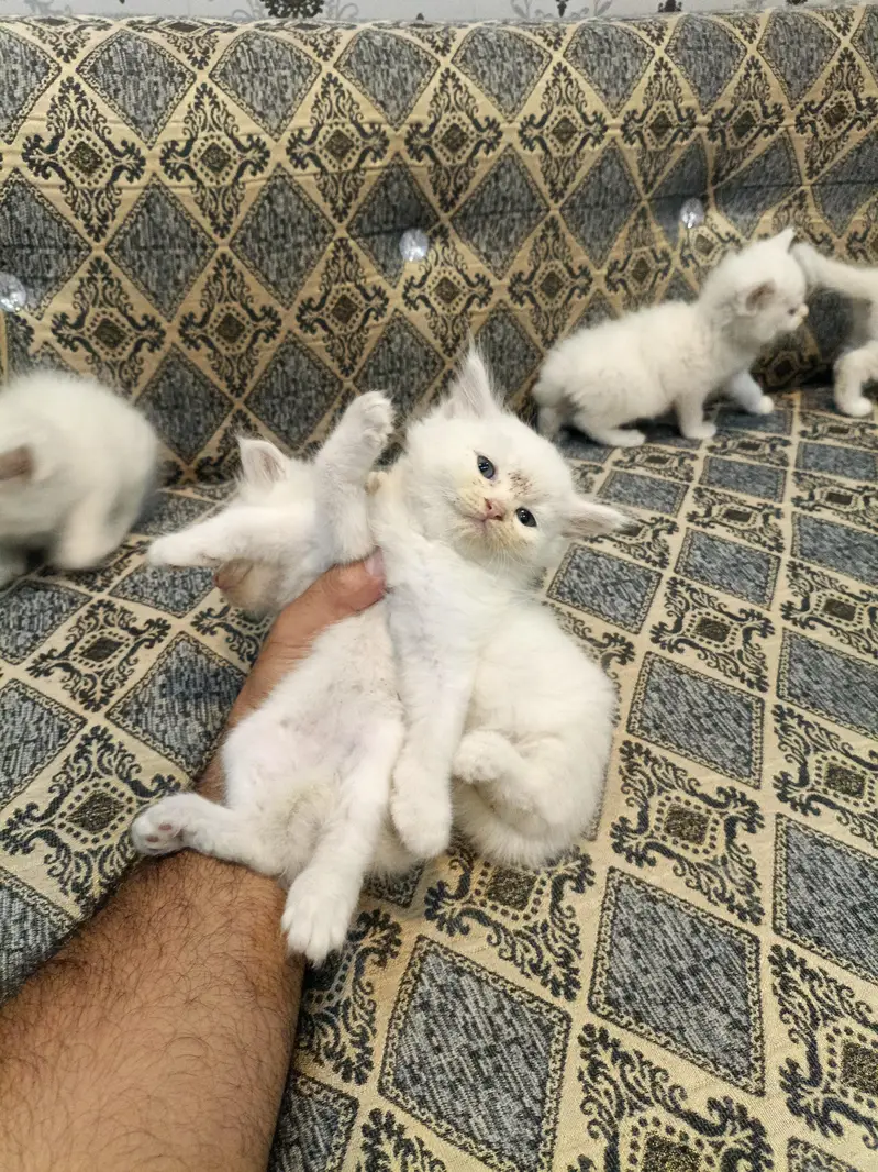 persian cat kittens double coated for sale — photo 4