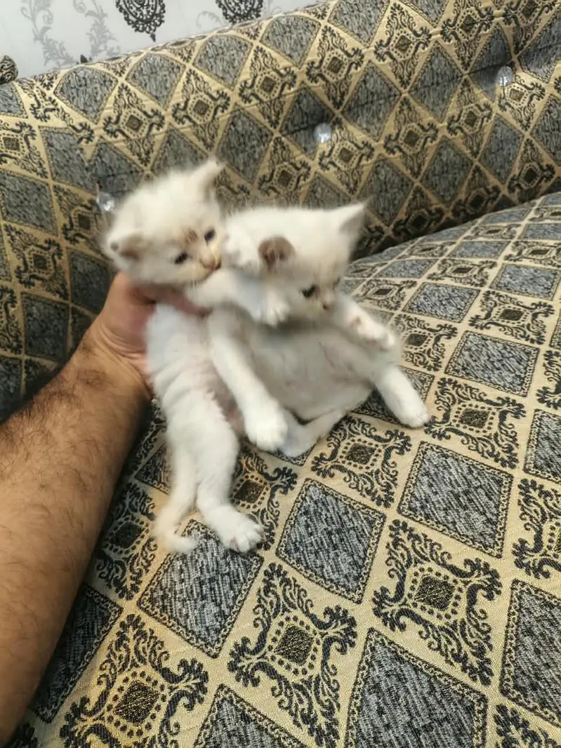 persian cat kittens double coated for sale — photo 5