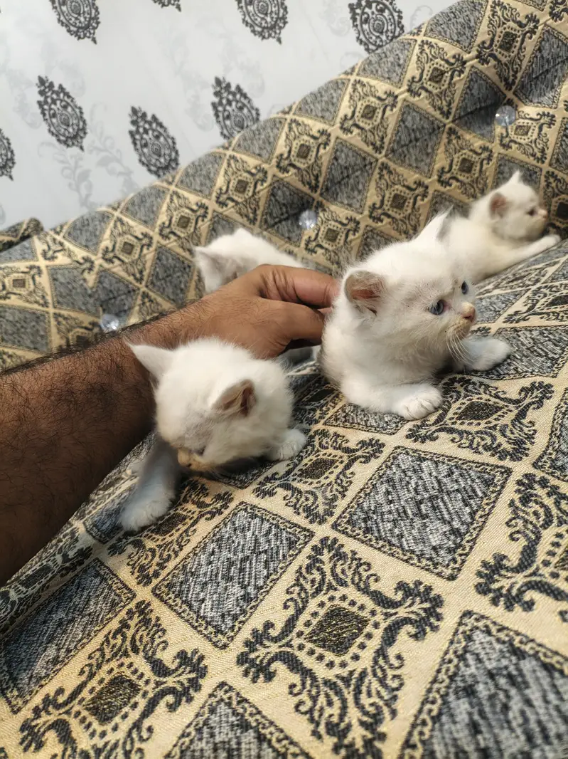 persian cat kittens double coated for sale — photo 7