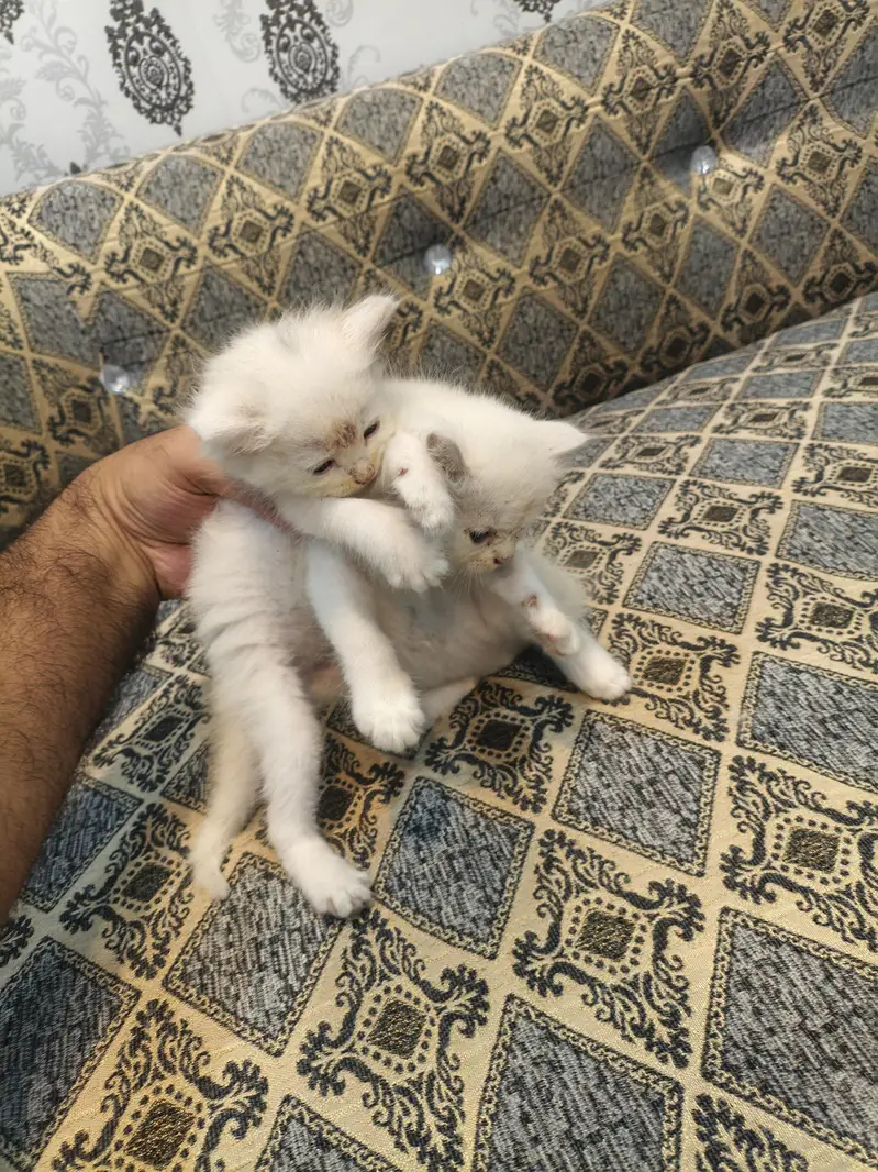 persian cat kittens double coated for sale — photo 8