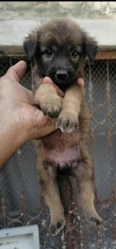 pure alsatian bagiyari female puppy