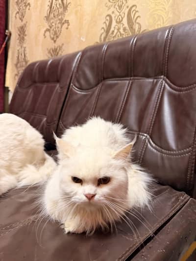 Persian cat white pair male female