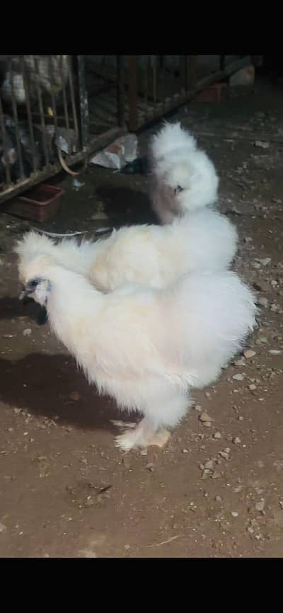 3 white silkie available