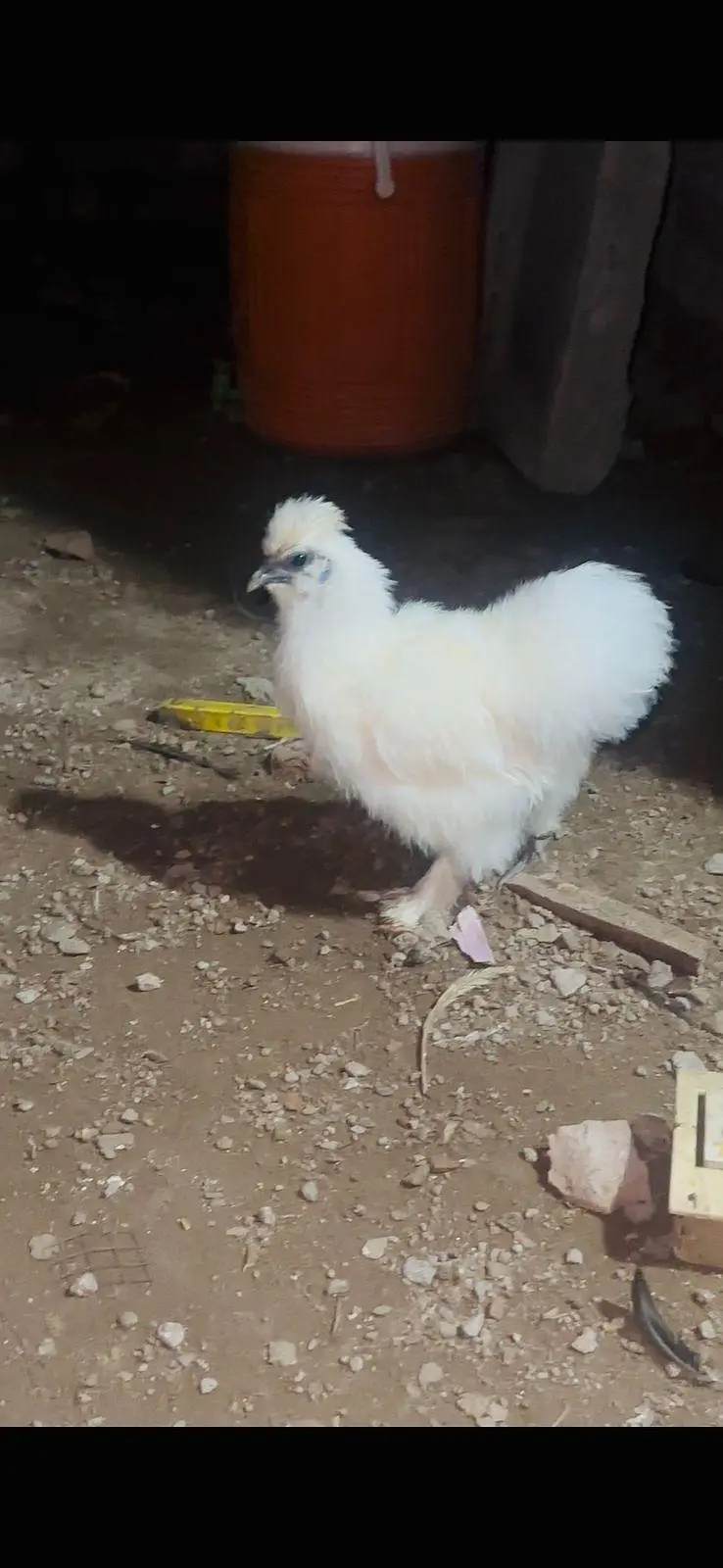 3 white silkie available — photo 2