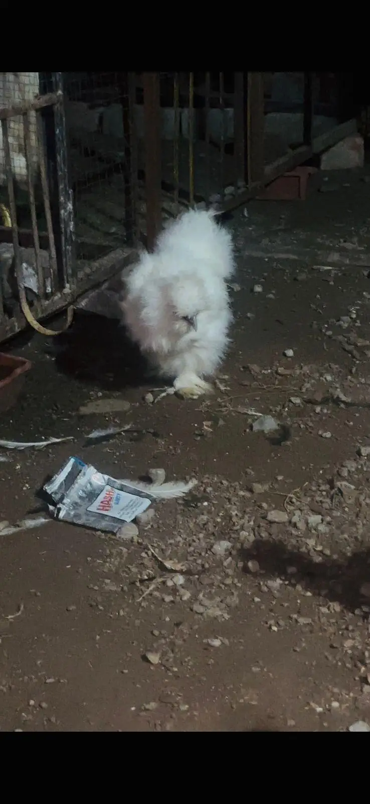 3 white silkie available — photo 3