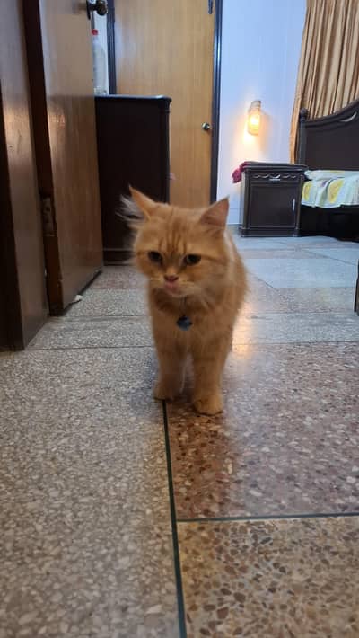 Persian  Female Cat Urgent Sale